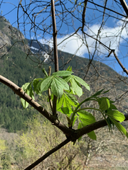 Sambucus racemosa racemosa