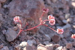 Eriogonum nortonii