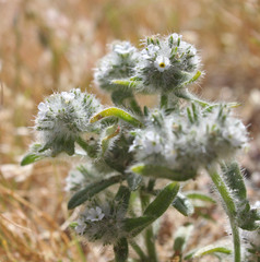 Cryptantha barbigera
