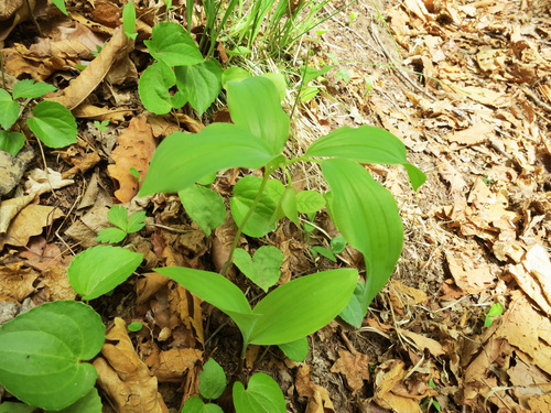 Polygonatum involucratum (Polygonatum involucratum)