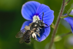 Andrena viridescens