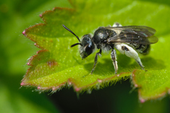 Andrena viridescens