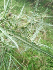 Cirsium suzukii