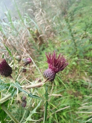 Cirsium suzukii