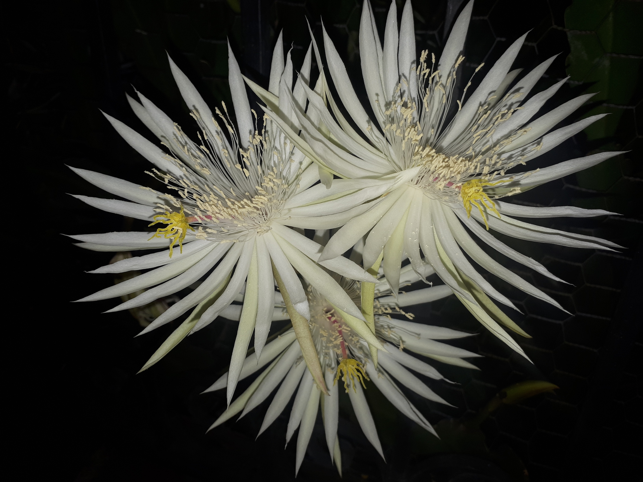Epiphyllum hookeri
