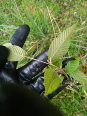 Carpinus rankanensis