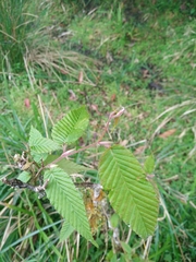 Carpinus rankanensis