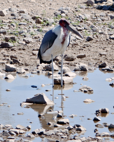 Marabú africano (Leptoptilos crumenifer)
