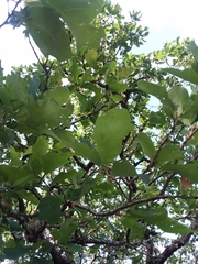 Quercus laceyi