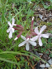 Silene caroliniana