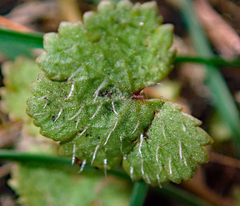 Hydrocotyle moschata parvifolia