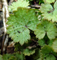 Hydrocotyle moschata parvifolia
