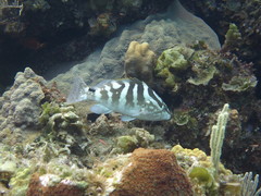 Epinephelus striatus