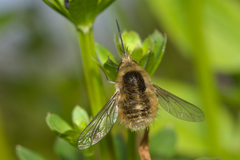 Bombylius venosus