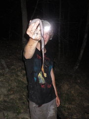 Amphiuma tridactylum