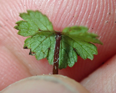 Hydrocotyle moschata parvifolia