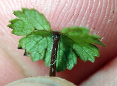 Hydrocotyle moschata parvifolia