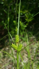 Carex complanata