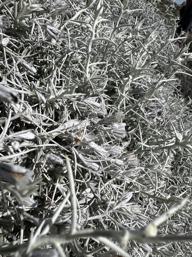 striped horsebrush (Tetradymia argyraea)