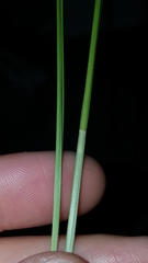 Carex complanata