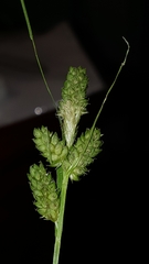 Carex complanata