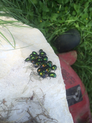 Chrysolina auripennis