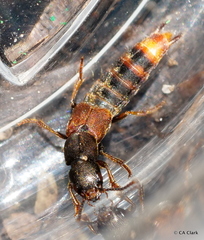 Platydracus cinnamopterus