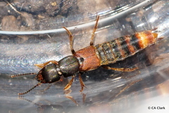 Platydracus cinnamopterus