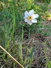 Narcissus poeticus