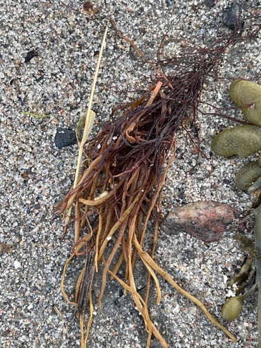 Devaleraea ramentacea observed 2024-05-21
