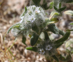 Cryptantha barbigera