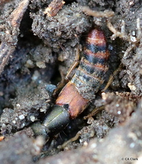 Platydracus cinnamopterus