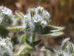 Cryptantha barbigera