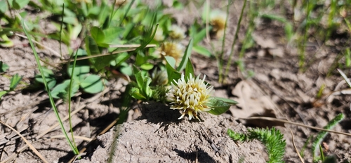 Trifolium longipes ssp. pygmaeum