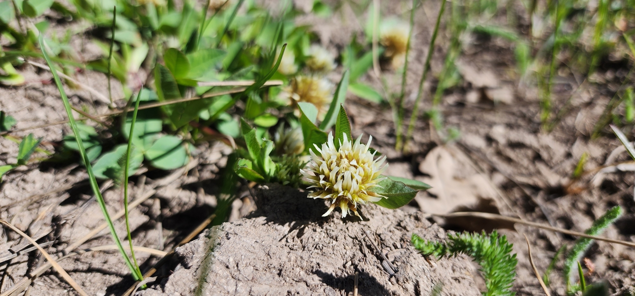 Trifolium longipes ssp. pygmaeum