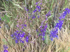 Delphinium decorum