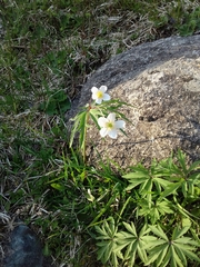 Anemonoides caerulea