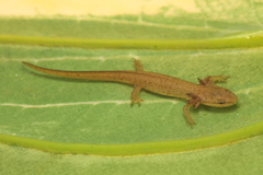 Eastern Newt photo 5