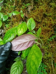 Titanotrichum oldhamii