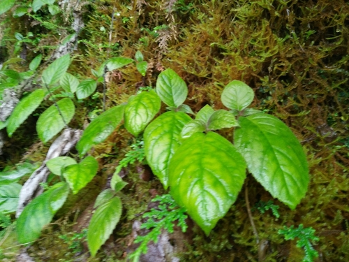 Titanotrichum oldhamii, photograph 1