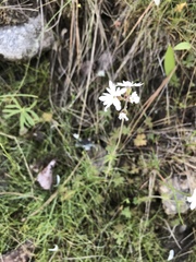 Lithophragma parviflorum parviflorum