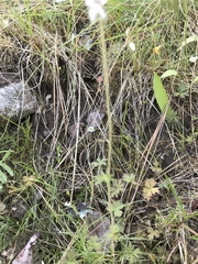 Lithophragma parviflorum parviflorum