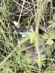 Lithophragma parviflorum parviflorum