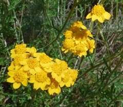 Eriophyllum latilobum