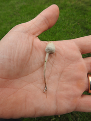 Panaeolus fimicola