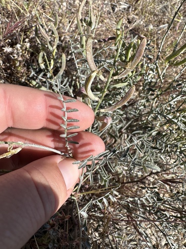 San Bernardino milkvetch (Astragalus bernardinus)