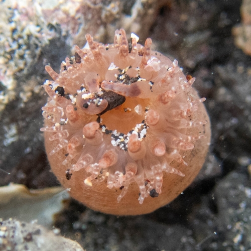 Telmatactis, 2024-05-17