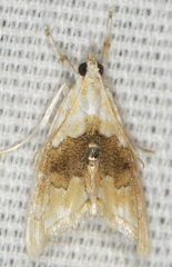 Lipocosma sicalis