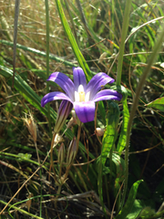 Brodiaea