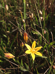 Triteleia ixioides ixioides
